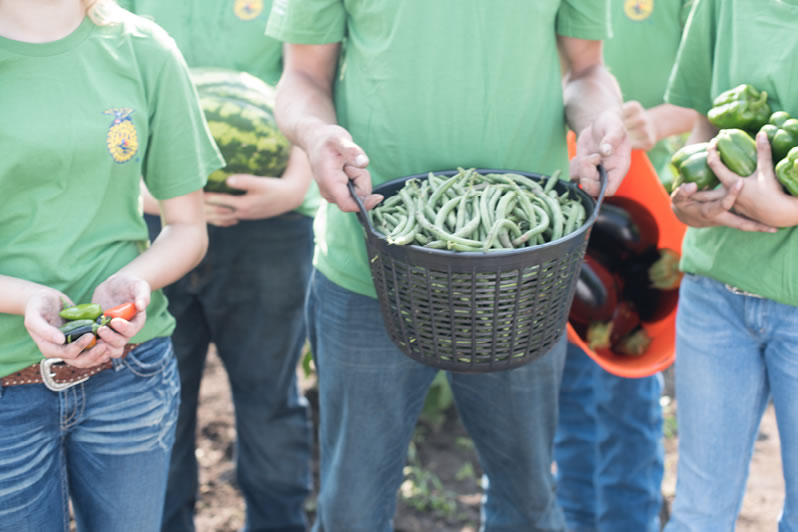 Volunteers Holding Peppers And Green Peas